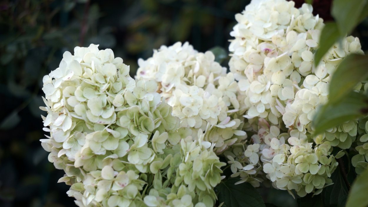 Гортензия метельчатая Полярный медведь