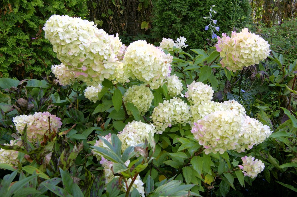 Гортензия метельчатая Полар Беар