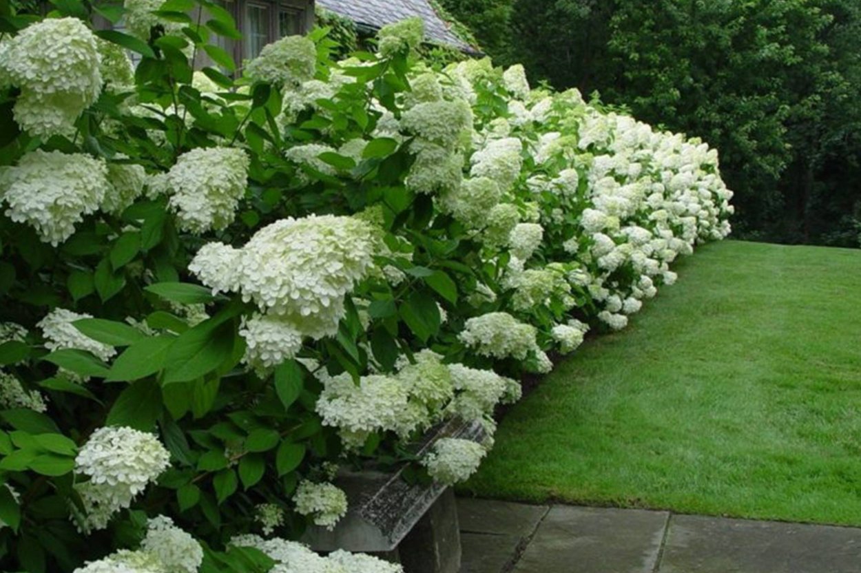 Гортензия метельчатая Шуга Раш