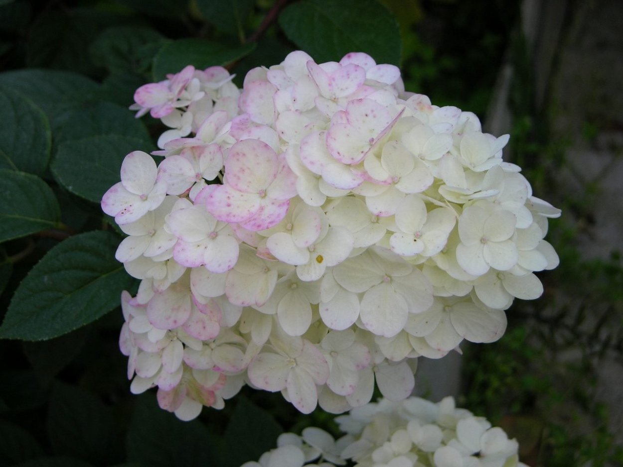 Гортензия метельчатая Полар