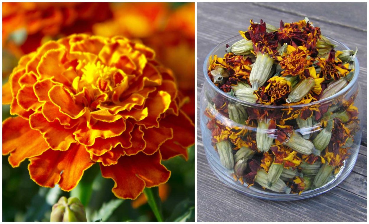 Бархатцы Бонанза Флейм