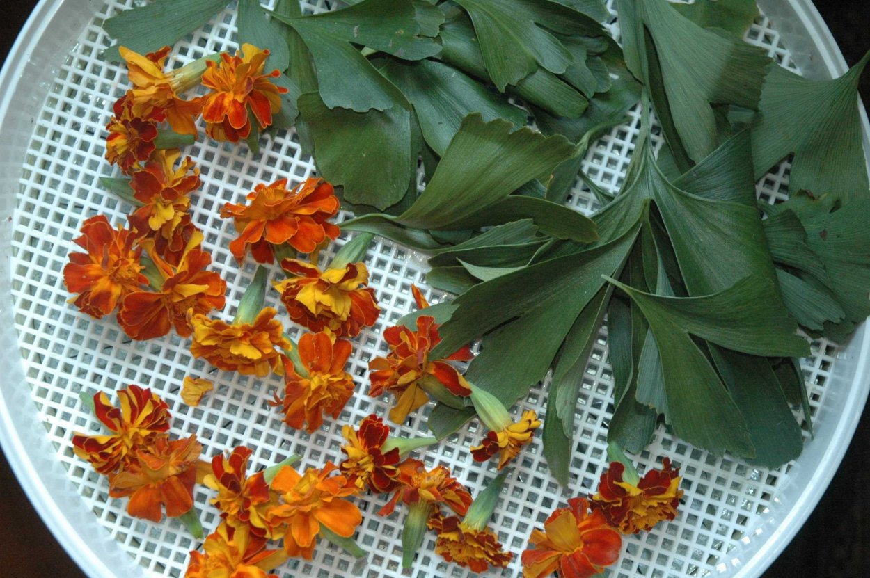 Цветки бархатцы в народной медицине