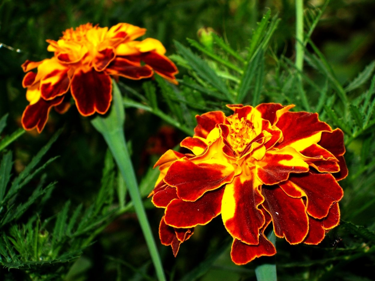 Бархатцы кустовые