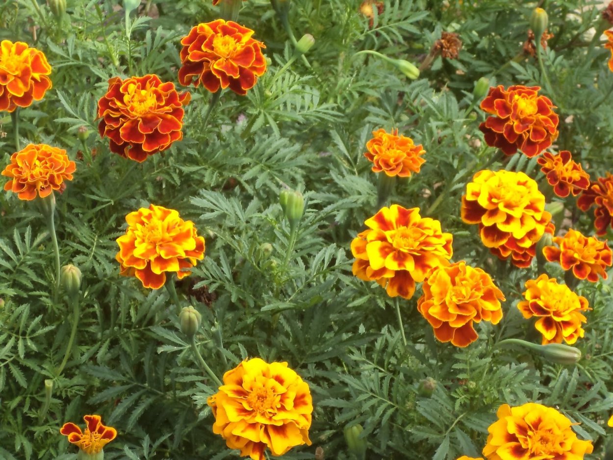 Цветы бархатцы лечебные