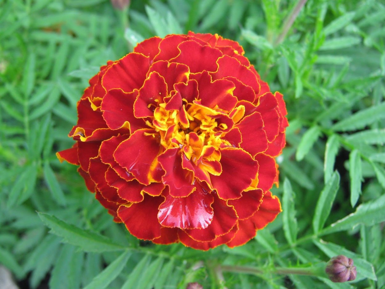 Высушенные бархатцы