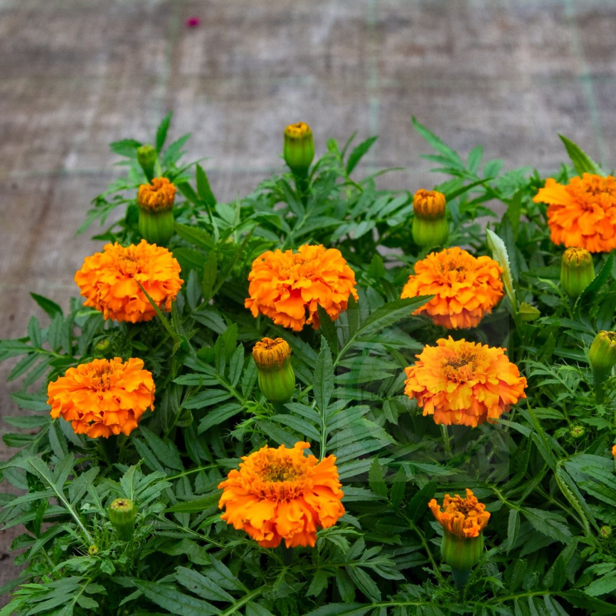 Цветы шафраны и бархатцы