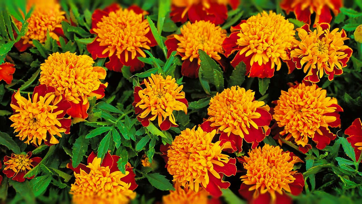 Имеретинский Шафран (бархатцы)