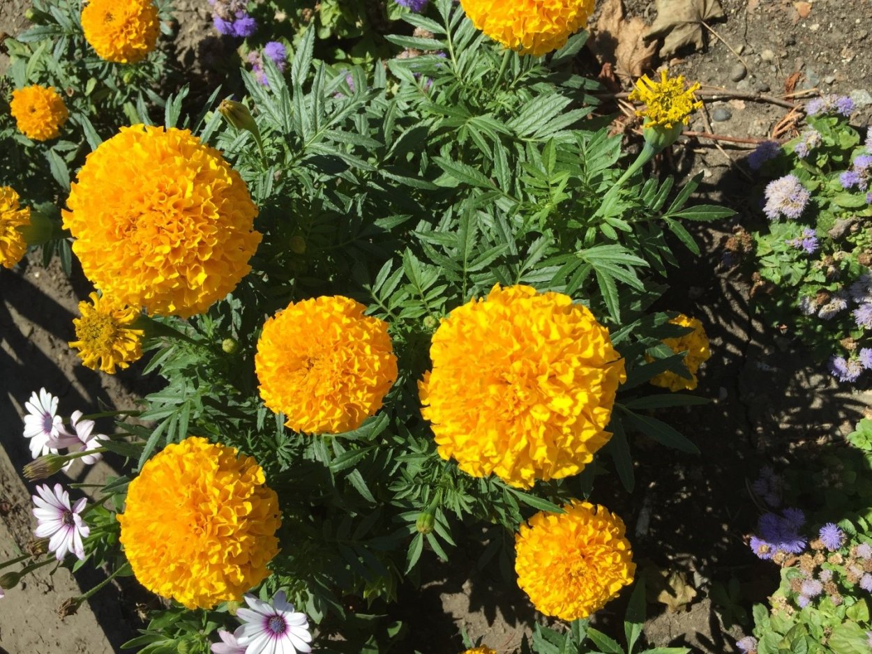 Бархатцы Дискавери оранж