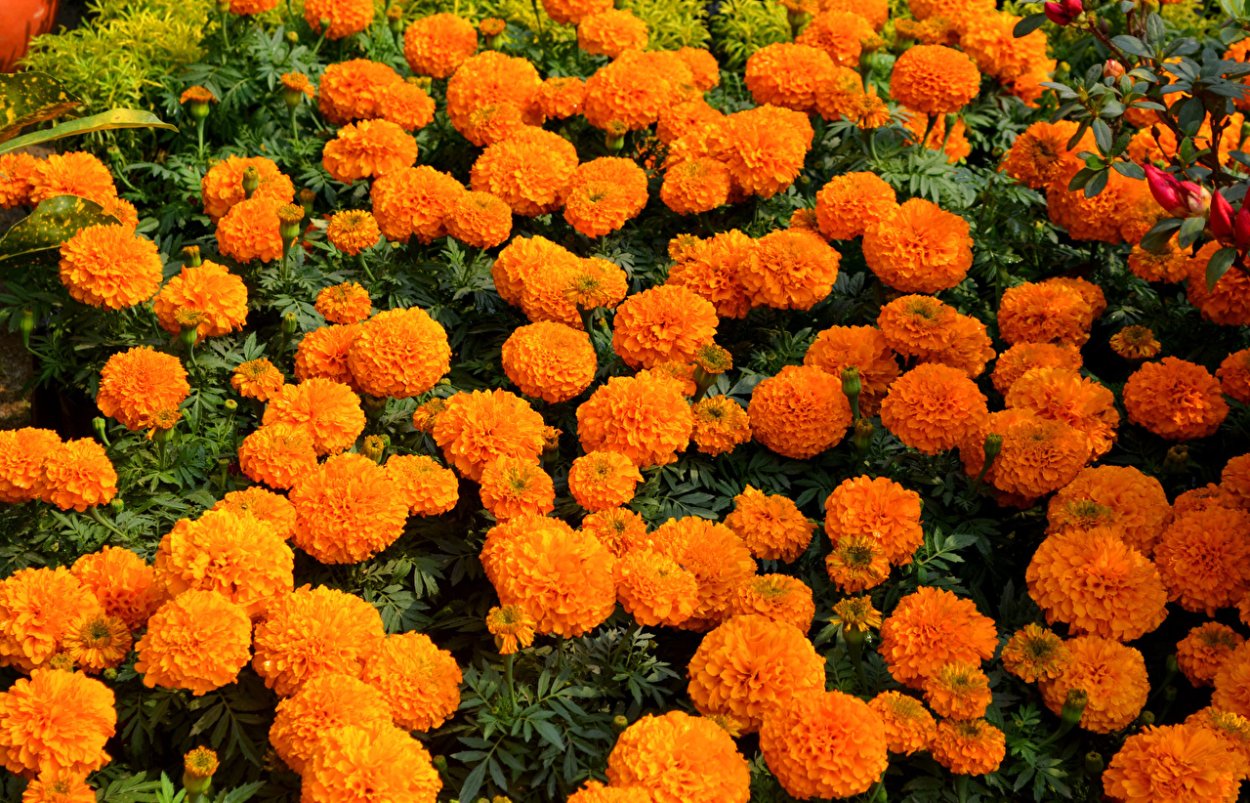 Бархатцы Дюранго Флейм