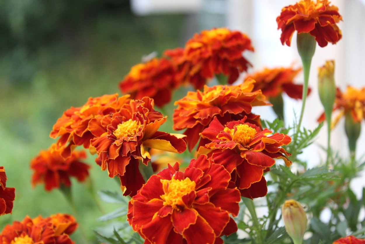 Бархатцы Крекерджек