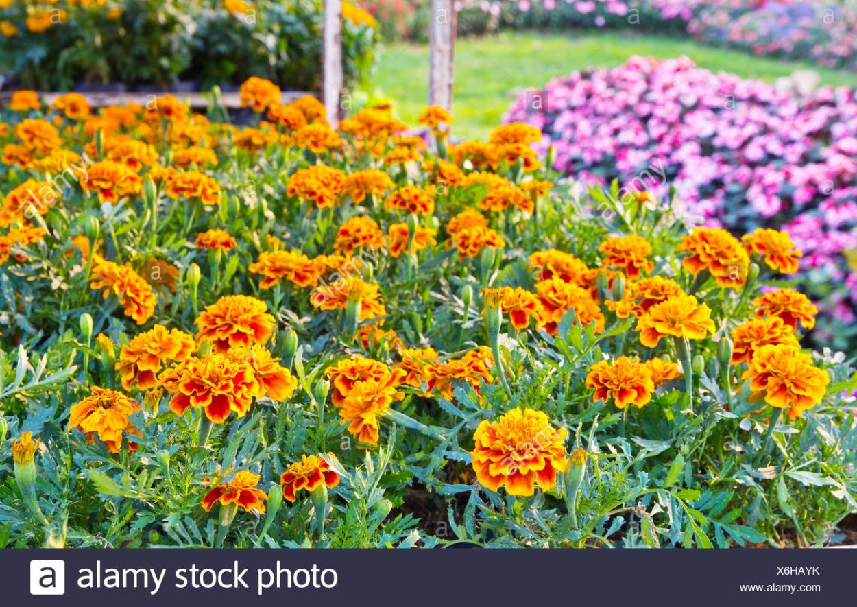 Бархатцы Тайгер айс