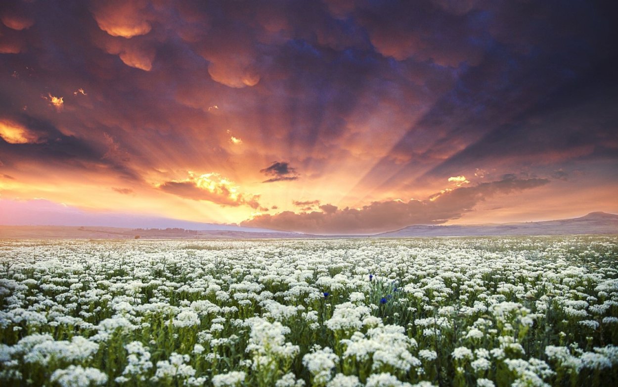 Белые цветы в поле