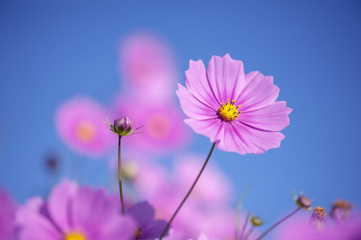 Цветы на фоне неба