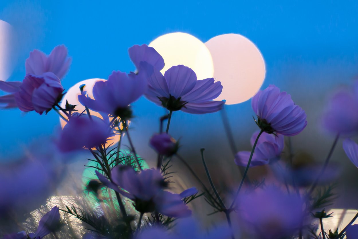 Цветы на фоне неба