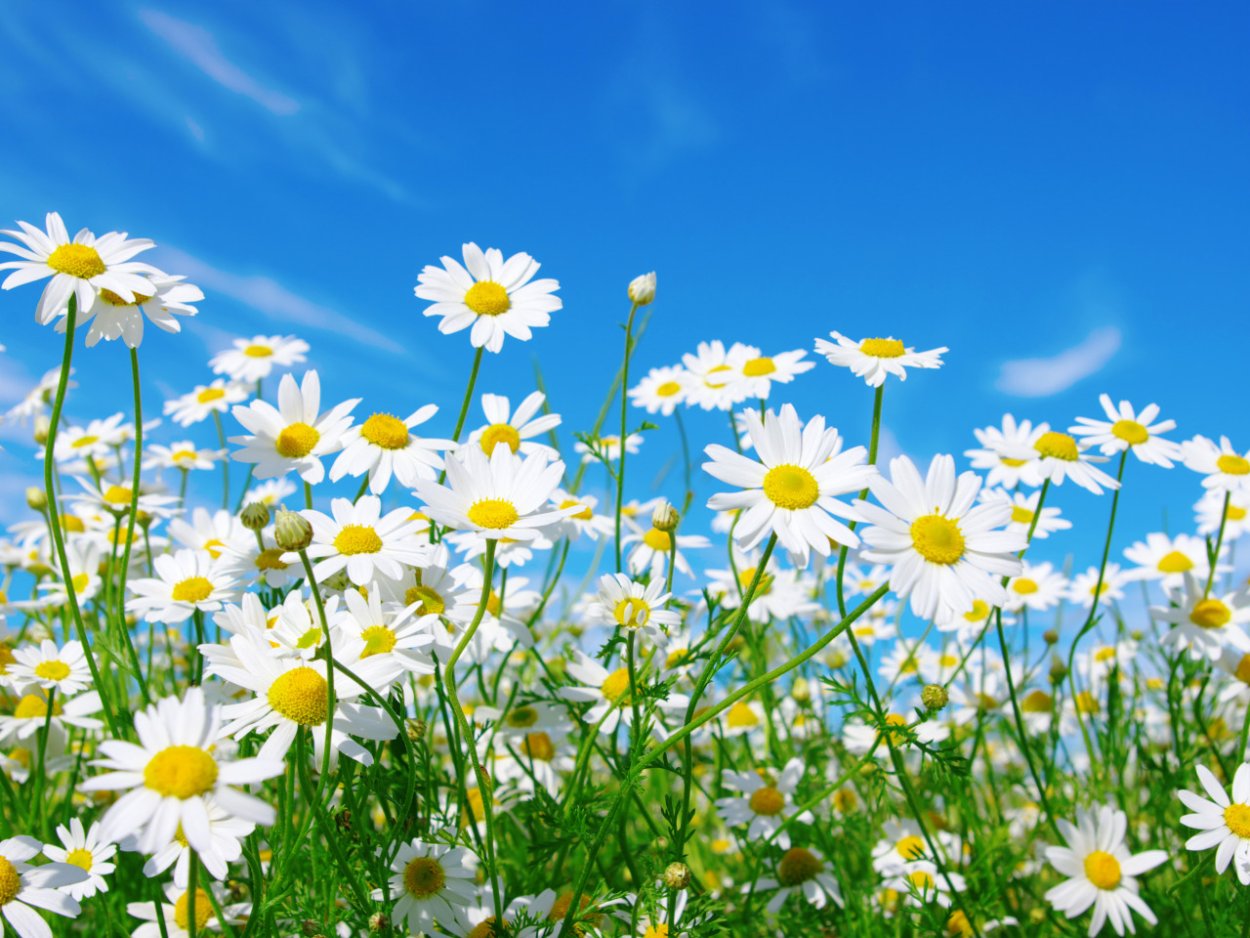 Поляна ромашек