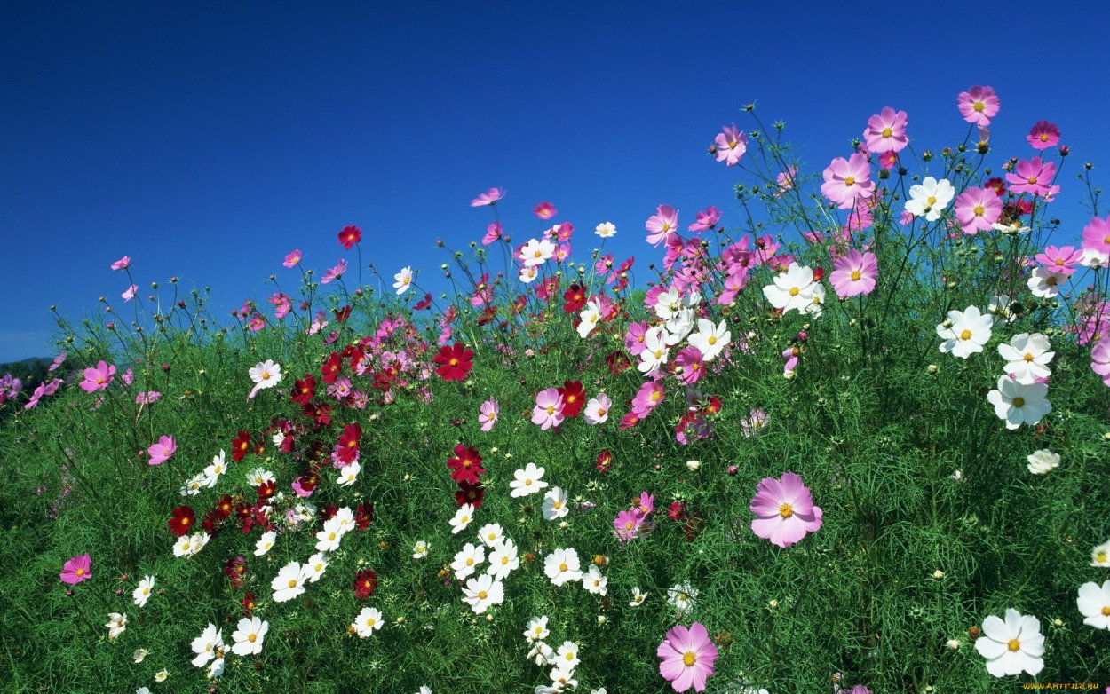 Цветы на закате