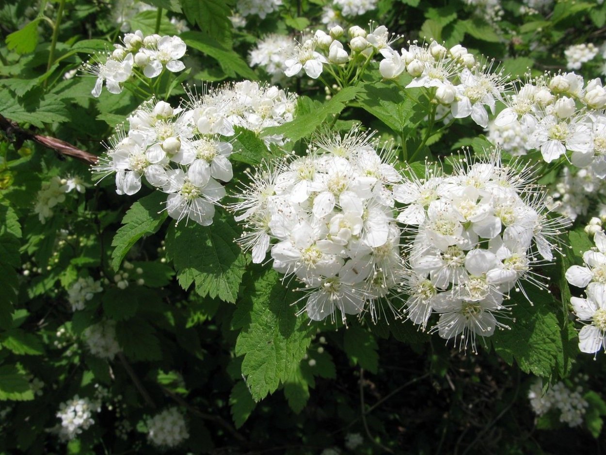 Спирея chamaedryfolia