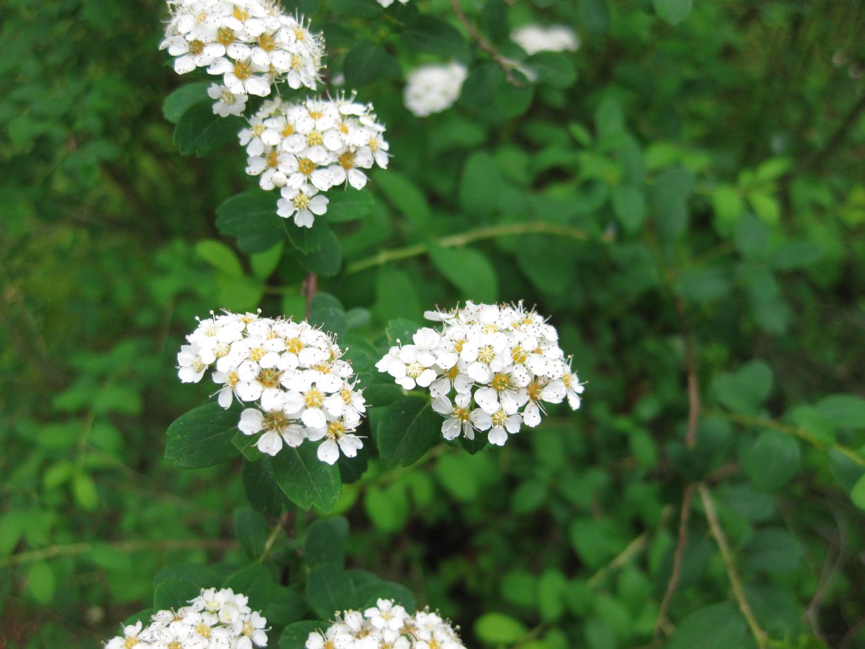 Спирея аргута Spiraea arguta