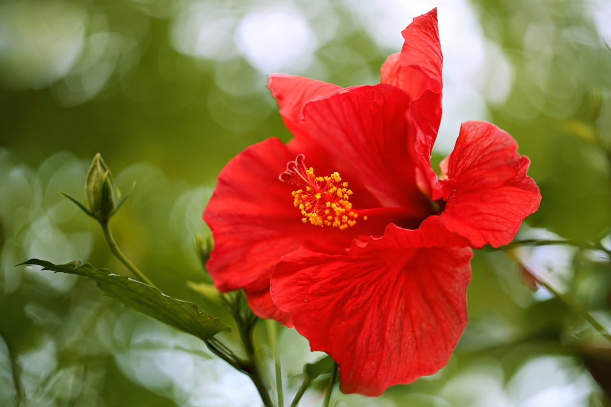Hibiscus bitkisi