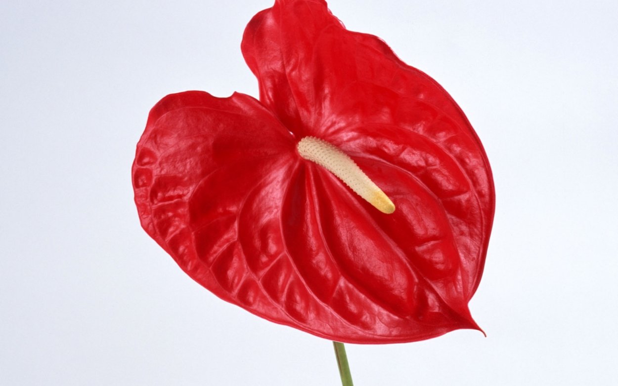 Цветы с длинными тычинками