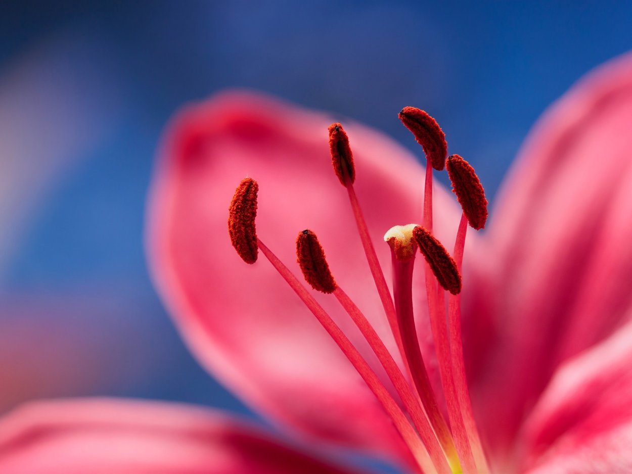 Красный цветок с желтой серединкой