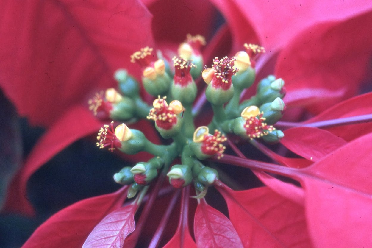 Пестики и тычинки у цветка