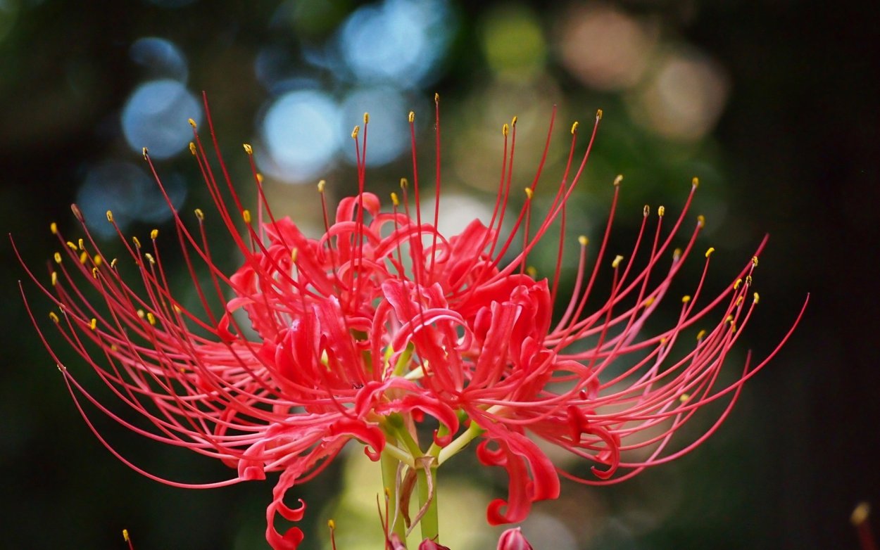 Антуриум и Калла