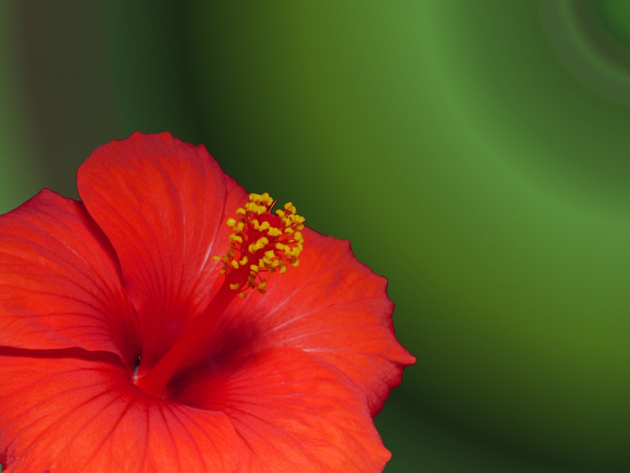 Цветы с большими тычинками