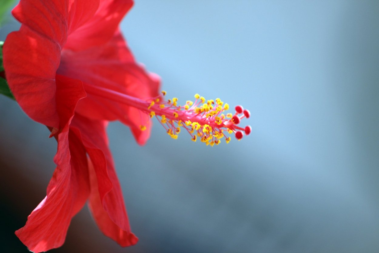 Тычинки, цвет красный