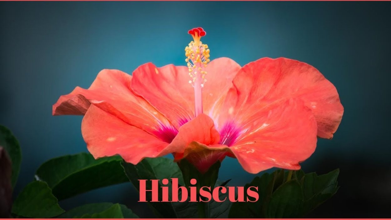 Каркаде цветок гибискус