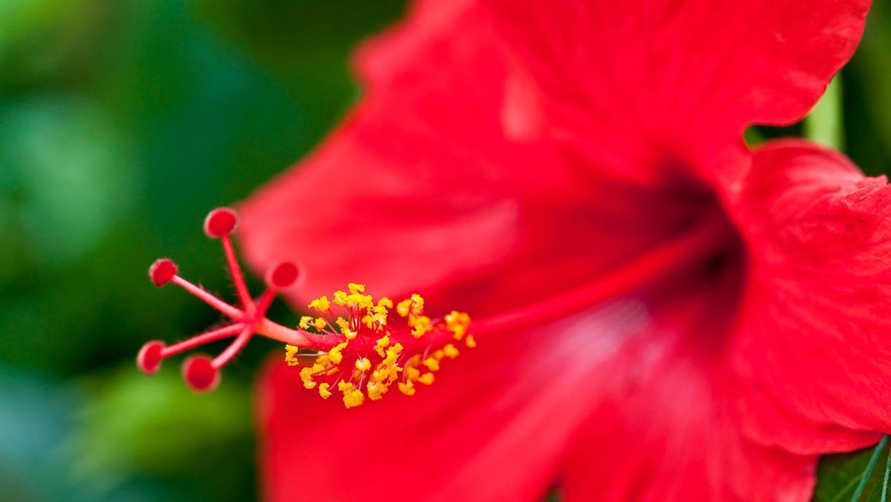 Антуриум антевекс