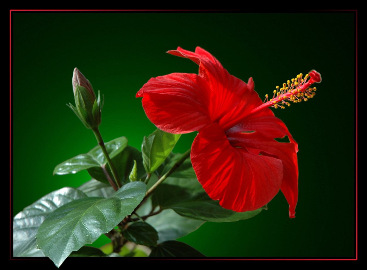 Антуриум пестик