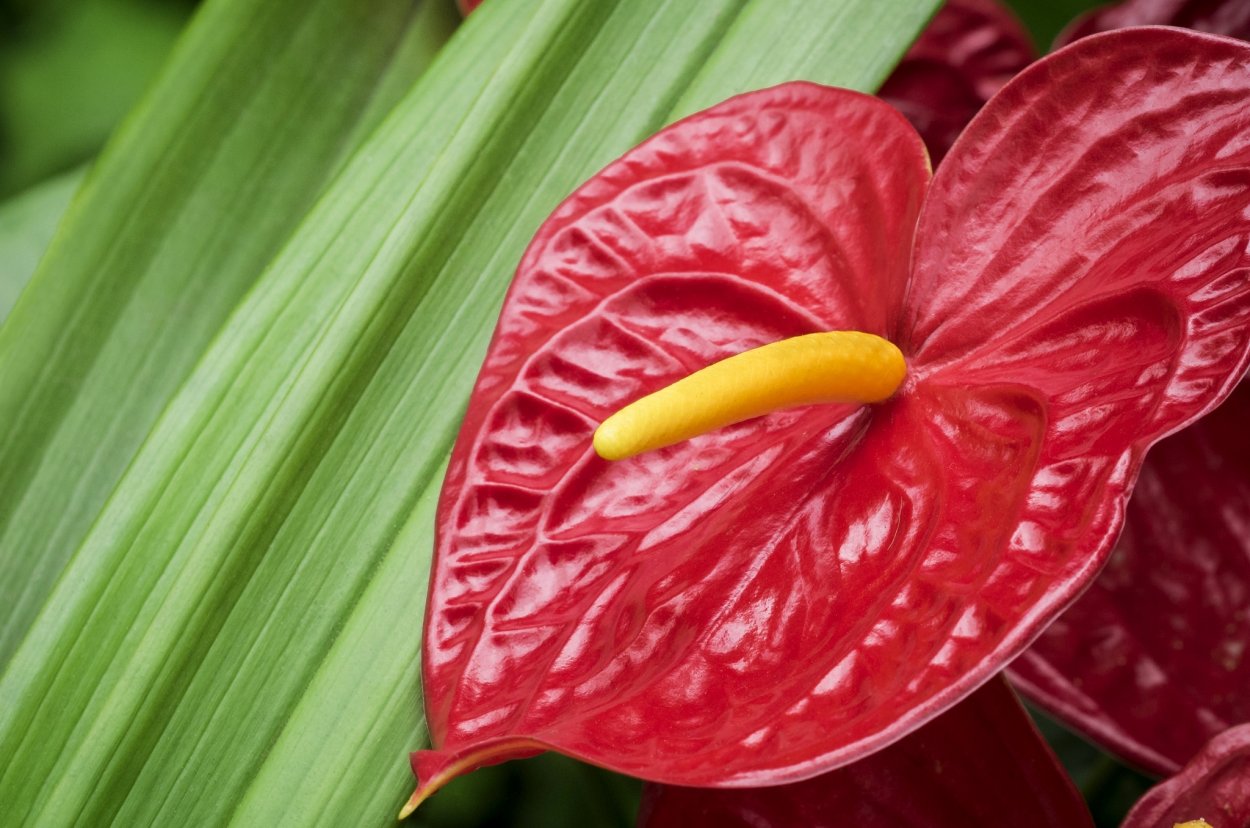 Цветок мака тычинки мака