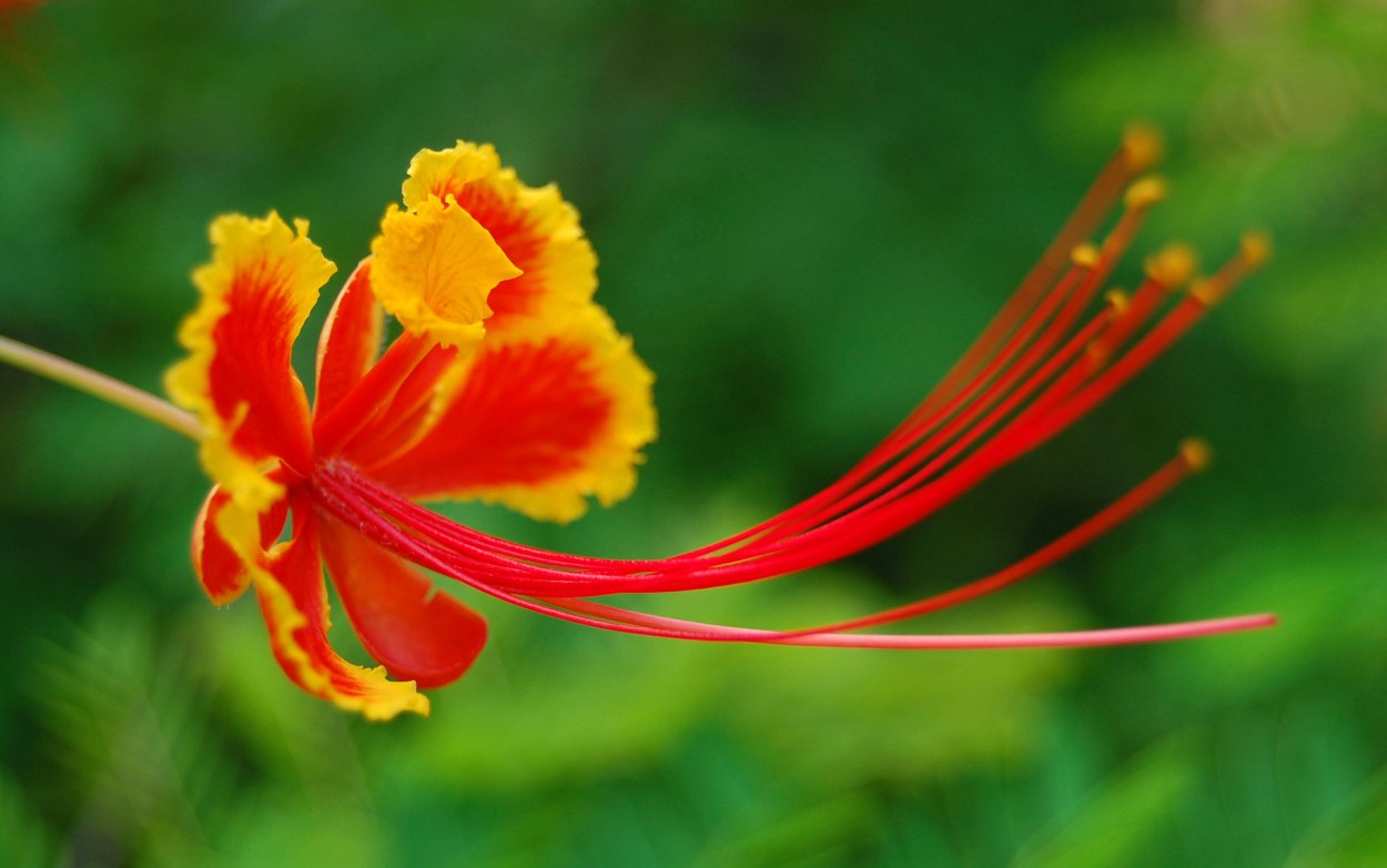 Тычинка цветка