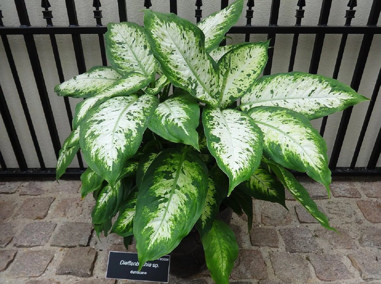 Диффенбахия Камилла размножение