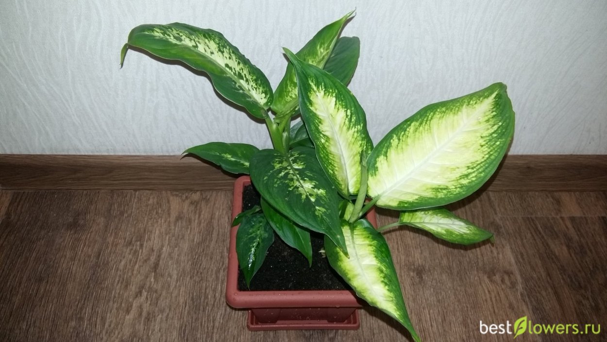 Диффенбахия Баумана