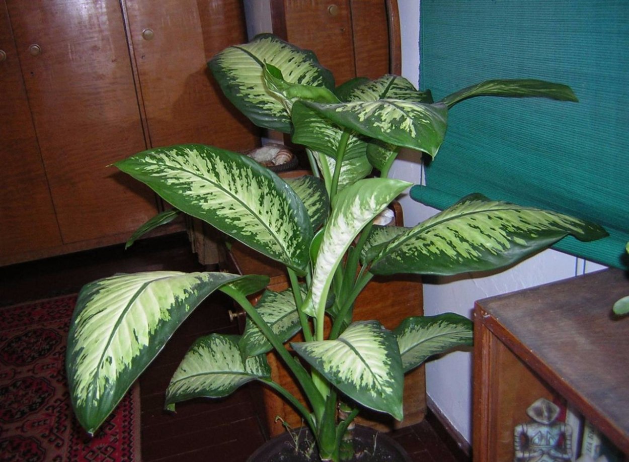 Диффенбахия Ароидные