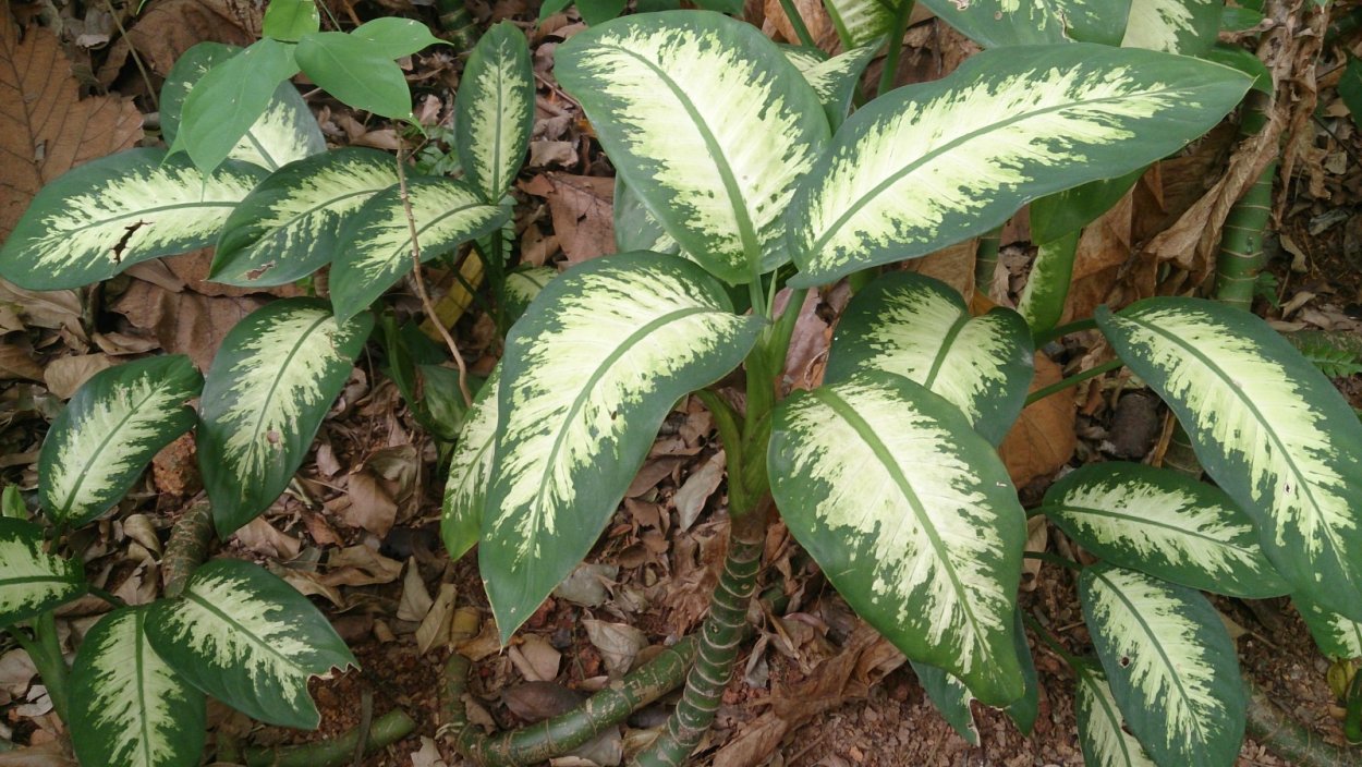 Пальма Диффенбахия ядовитая