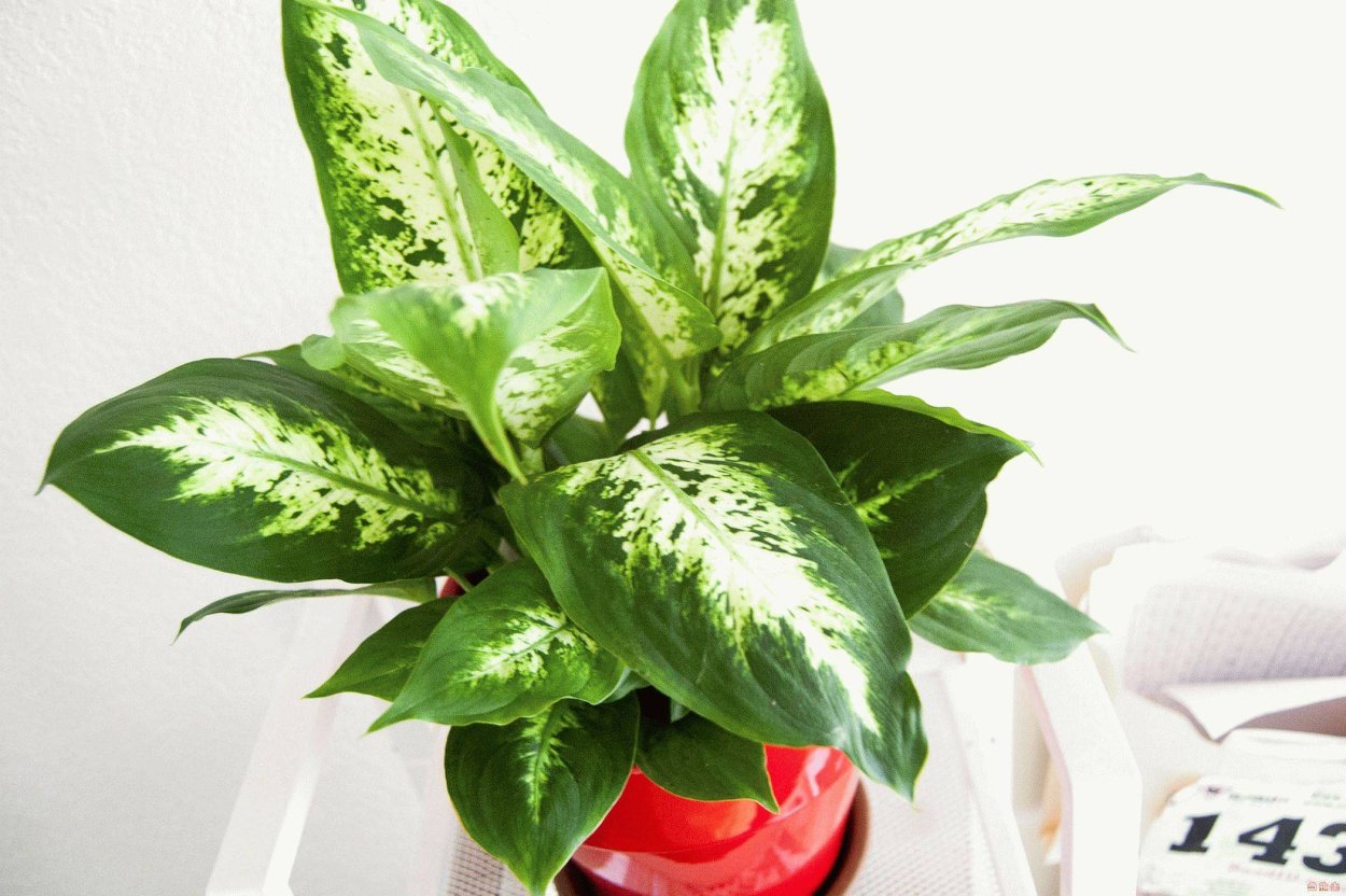 Диффенбахия пятнистая ядовитая