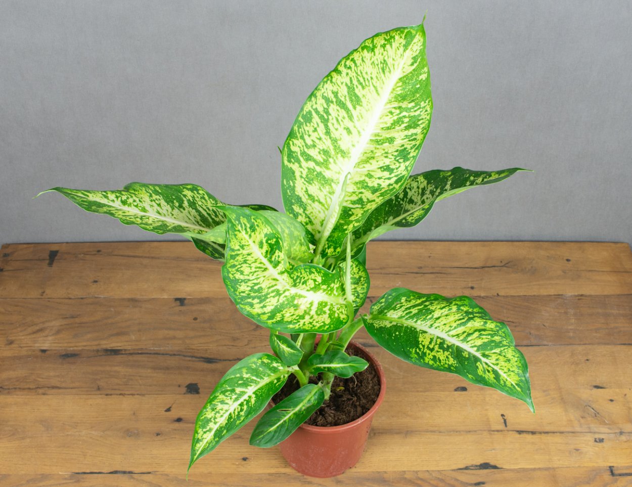 Дифинбахен цветок ядовитый или нет