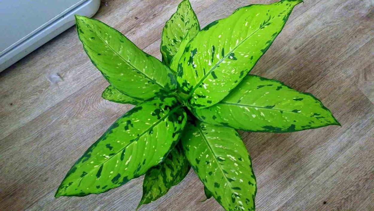 Диффенбахия Триколор