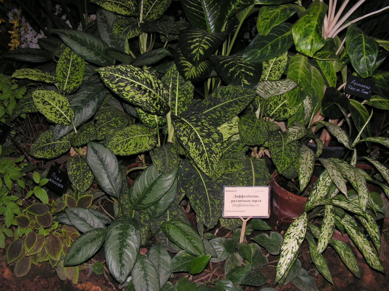 Диффенбахия big Ben Aurea