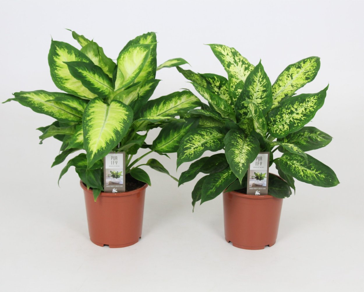 Диффенбахия Dieffenbachia Камилла