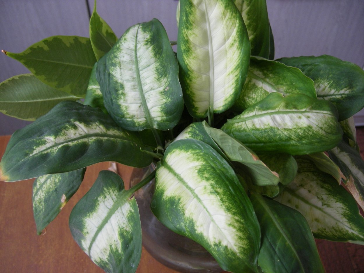 Диффенбахия cool Beauty