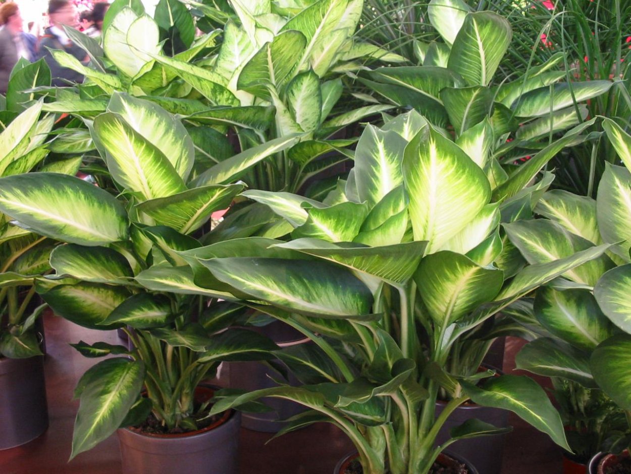 Диффенбахия Кроун