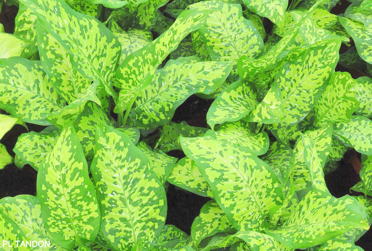 Садовые растения с ядовитым соком