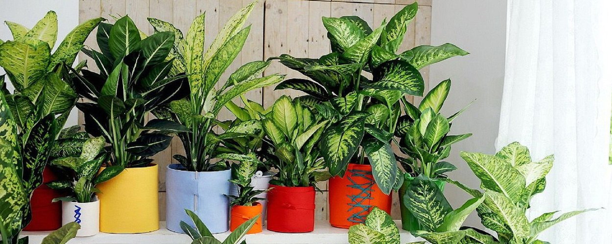 Цветок мужегон Диффенбахия