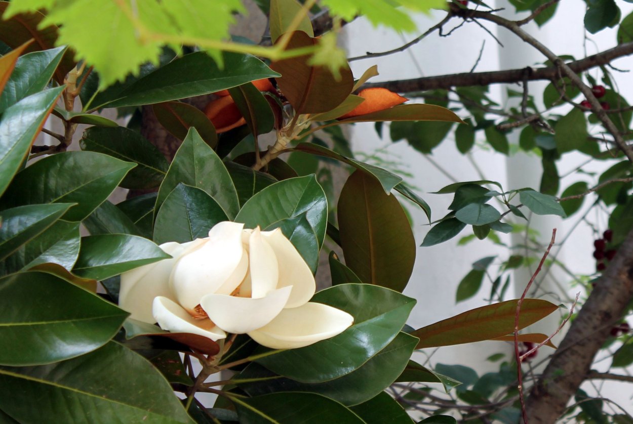 Фикус Магнолия