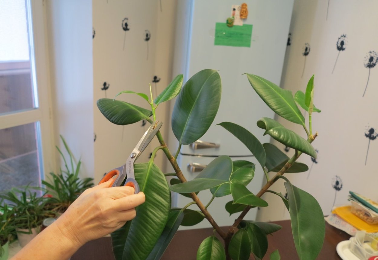 Ветка фикуса Бенджамина