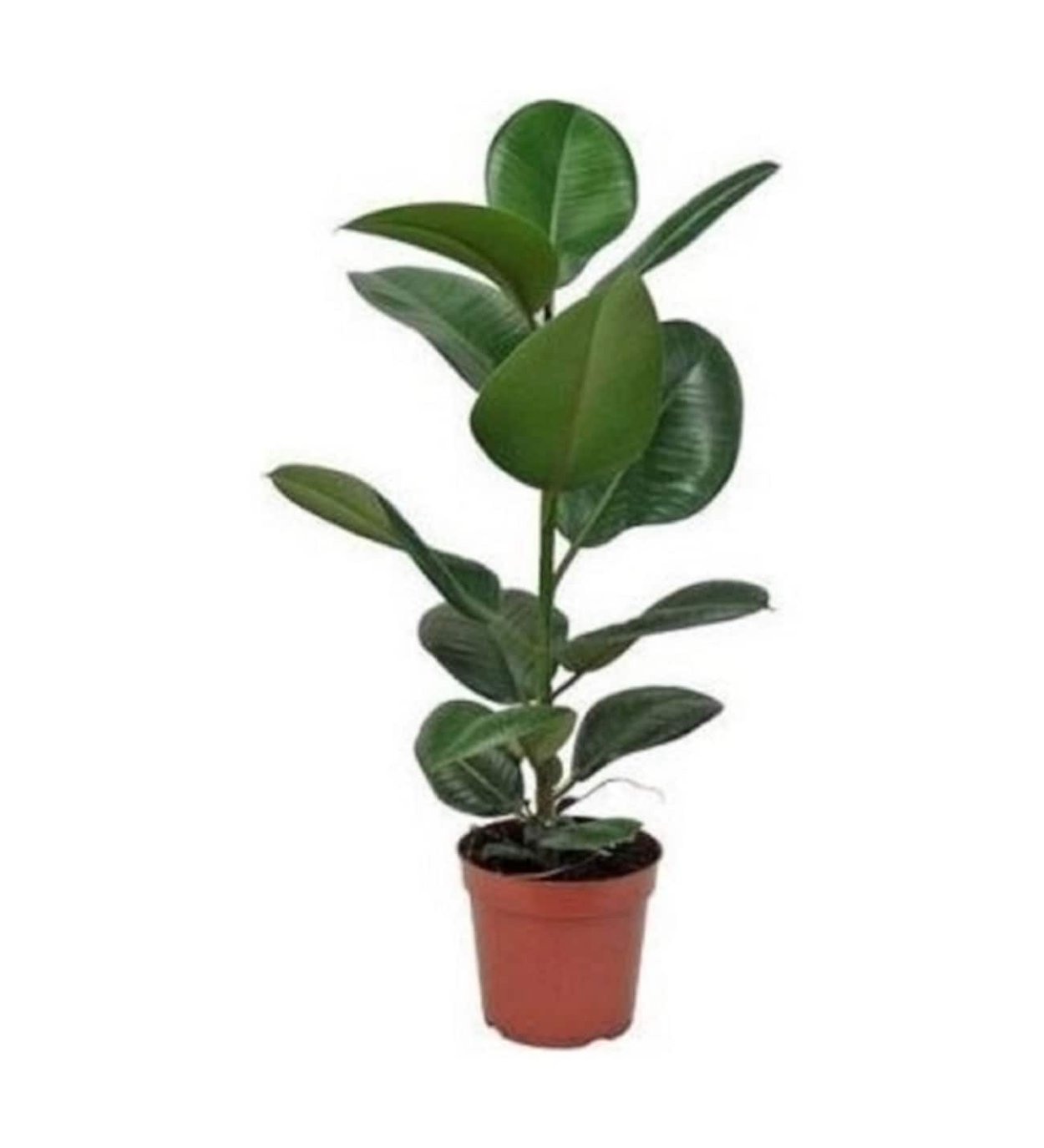 Фикус ланцетовидный